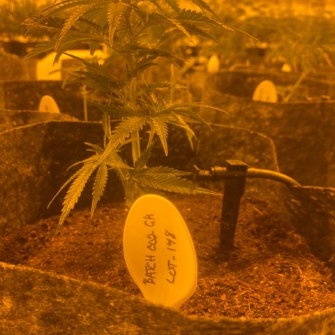 Grease Monkey. Batch 2. Lot 001-168 growlog timeline photo