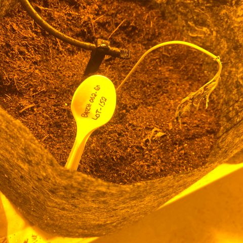 Grease Monkey. Batch 2. Lot 001-168 growlog timeline photo