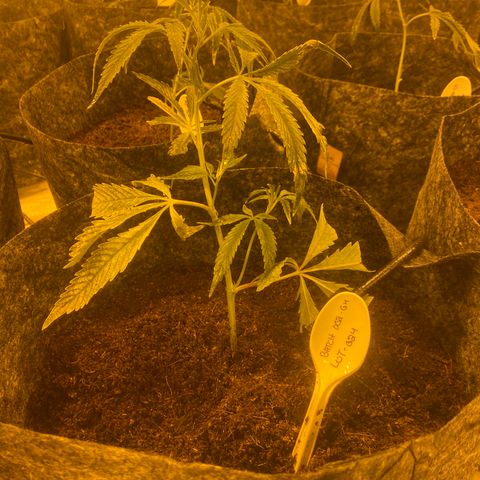 Grease Monkey. Batch 2. Lot 001-168 growlog photo: Some of the transplanted grease monkey 
