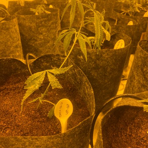 Grease Monkey. Batch 2. Lot 001-168 growlog timeline photo
