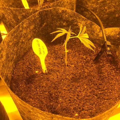 Grease Monkey. Batch 2. Lot 001-168 growlog timeline photo