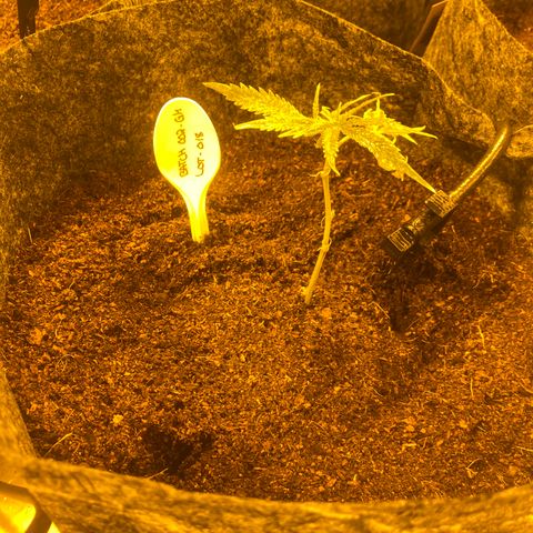 Grease Monkey. Batch 2. Lot 001-168 growlog photo: Some of the transplanted grease monkey 