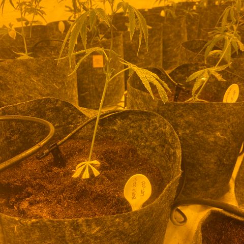 Grease Monkey. Batch 2. Lot 001-168 growlog timeline photo