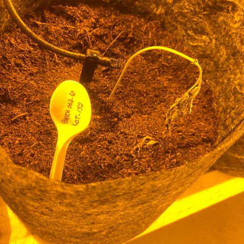 Grease Monkey. Batch 2. Lot 001-168 growlog timeline photo