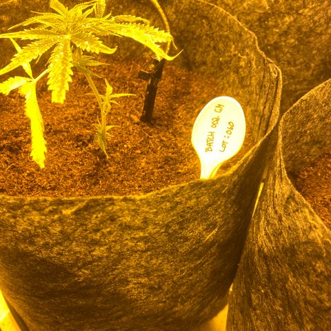 Grease Monkey. Batch 2. Lot 001-168 growlog photo: Some of the transplanted grease monkey 