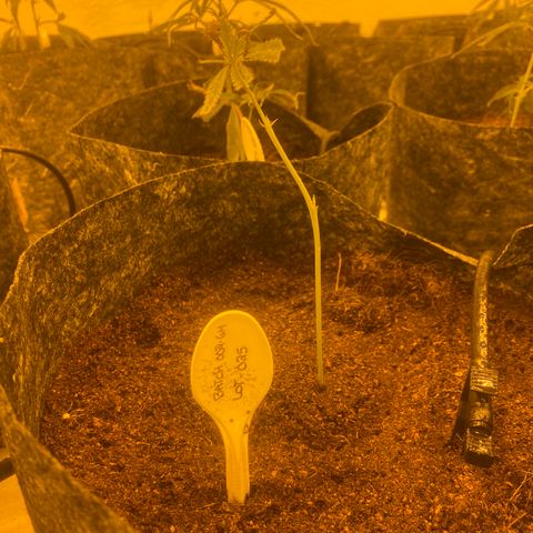 Grease Monkey. Batch 2. Lot 001-168 growlog photo: Some of the transplanted grease monkey 