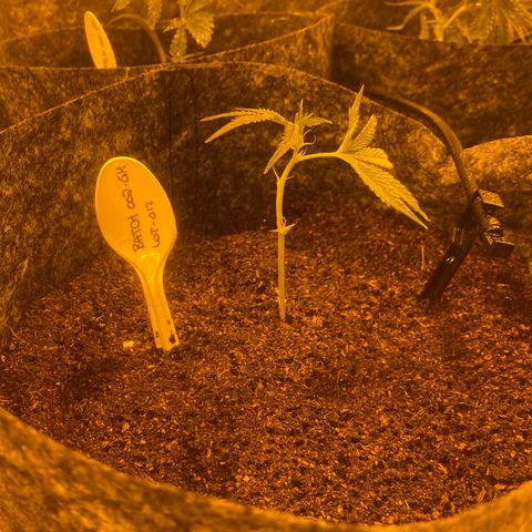 Grease Monkey. Batch 2. Lot 001-168 growlog timeline photo