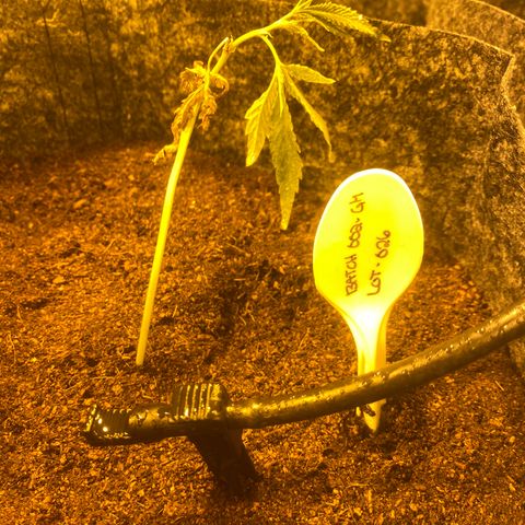 Grease Monkey. Batch 2. Lot 001-168 growlog photo: Some of the transplanted grease monkey 