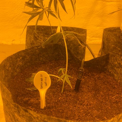 Grease Monkey. Batch 2. Lot 001-168 growlog timeline photo