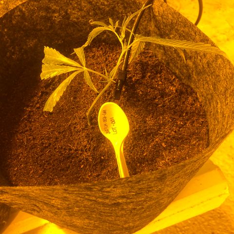 Grease Monkey. Batch 2. Lot 001-168 growlog timeline photo
