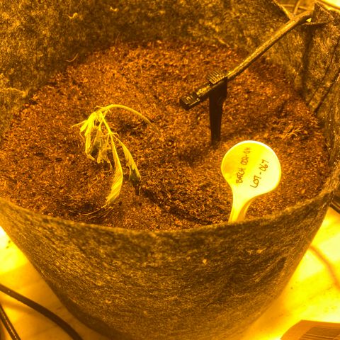 Grease Monkey. Batch 2. Lot 001-168 growlog photo: Some of the transplanted grease monkey 