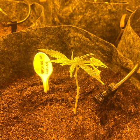 Grease Monkey. Batch 2. Lot 001-168 growlog timeline photo