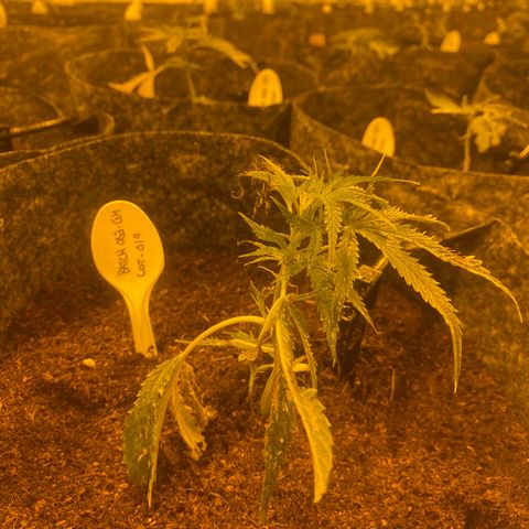 Grease Monkey. Batch 2. Lot 001-168 growlog timeline photo