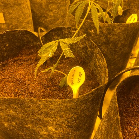 Grease Monkey. Batch 2. Lot 001-168 growlog photo: Some of the transplanted grease monkey 