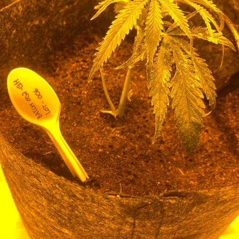 Grease Monkey. Batch 2. Lot 001-168 growlog timeline photo