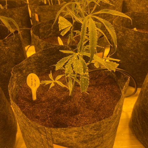 Grease Monkey. Batch 2. Lot 001-168 growlog photo: Some of the transplanted grease monkey 