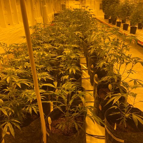 Grease Monkey. Batch 2. Lot 001-168 growlog timeline photo