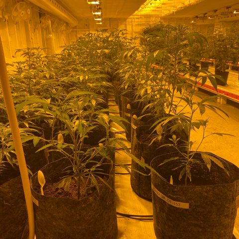 Grease Monkey. Batch 2. Lot 001-168 growlog timeline photo