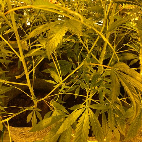 Grease Monkey. Batch 2. Lot 001-168 growlog timeline photo