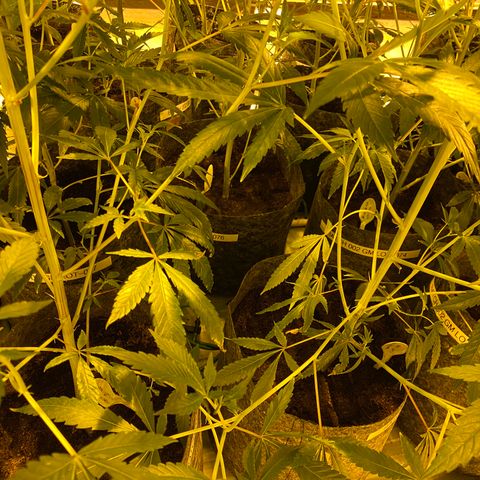 Grease Monkey. Batch 2. Lot 001-168 growlog timeline photo