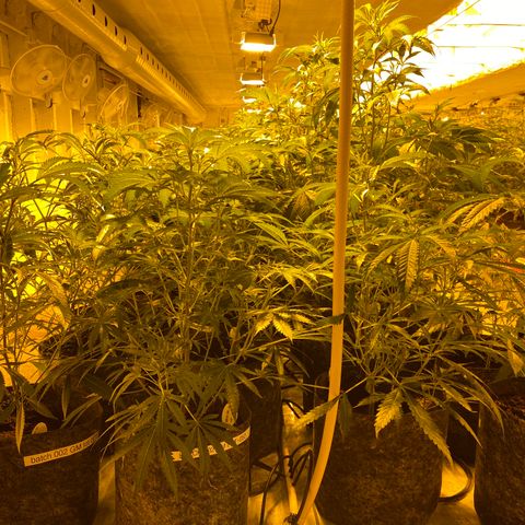 Grease Monkey. Batch 2. Lot 001-168 growlog timeline photo