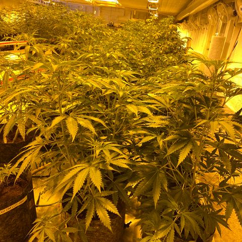 Grease Monkey. Batch 2. Lot 001-168 growlog timeline photo