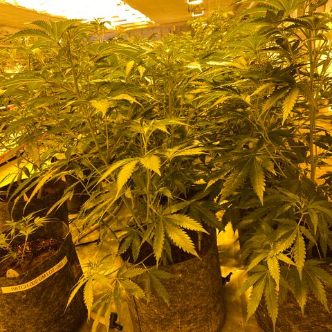 Grease Monkey. Batch 2. Lot 001-168 growlog timeline photo
