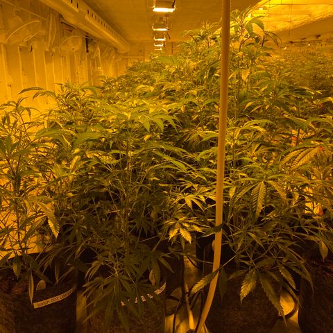 Grease Monkey. Batch 2. Lot 001-168 growlog timeline photo