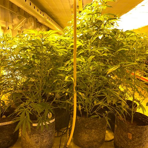 Grease Monkey. Batch 2. Lot 001-168 growlog timeline photo