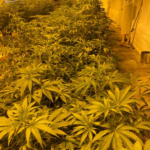 Grease Monkey. Batch 2. Lot 001-168 growlog timeline photo