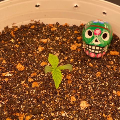 Colombian Gold #1 growlog timeline photo