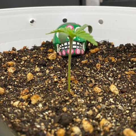 Colombian Gold #1 growlog timeline photo