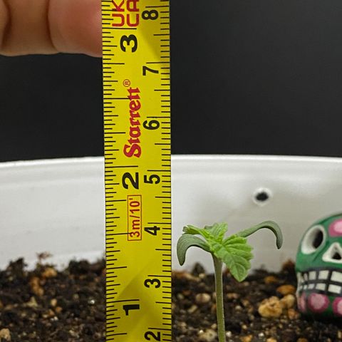 Colombian Gold #1 growlog timeline photo
