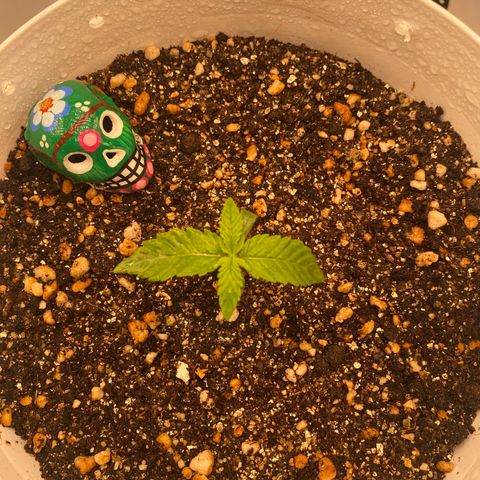 Colombian Gold #1 growlog timeline photo