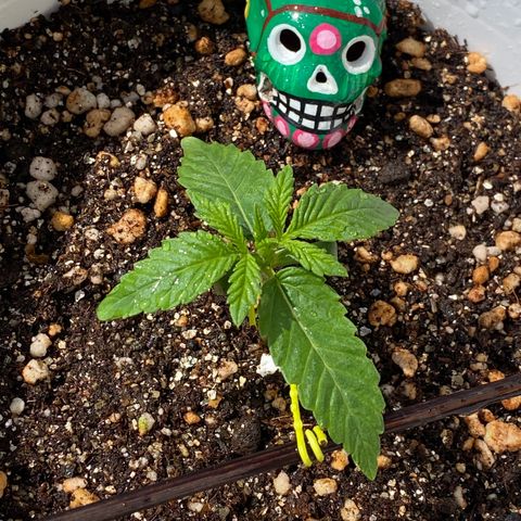 Colombian Gold #1 growlog photo: 12:12