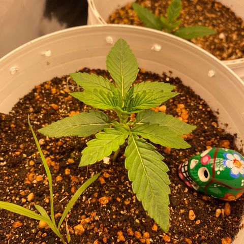 Colombian Gold #1 growlog timeline photo