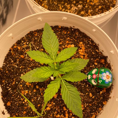Colombian Gold #1 growlog timeline photo