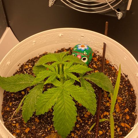Colombian Gold #1 growlog timeline photo