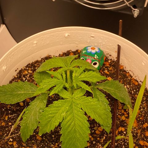 Colombian Gold #1 growlog timeline photo