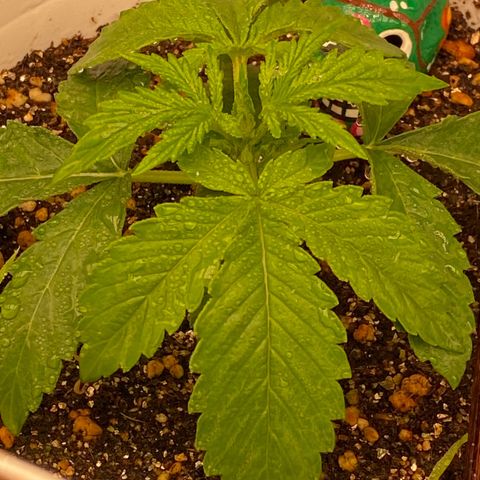 Colombian Gold #1 growlog timeline photo