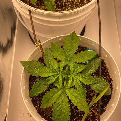 Colombian Gold #1 growlog timeline photo