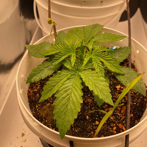Colombian Gold #1 growlog timeline photo