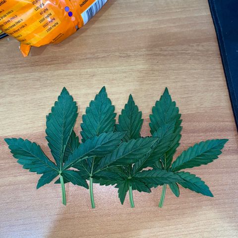 Colombian Gold #1 growlog photo: Retirada 4 folhas maiores 