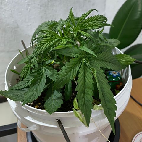 Colombian Gold #1 growlog timeline photo