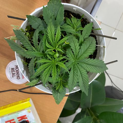 Colombian Gold #1 growlog timeline photo