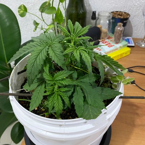 Colombian Gold #1 growlog timeline photo