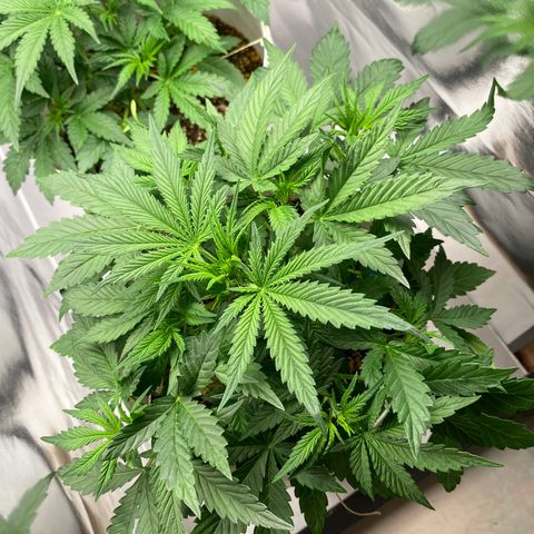 Colombian Gold #1 growlog timeline photo
