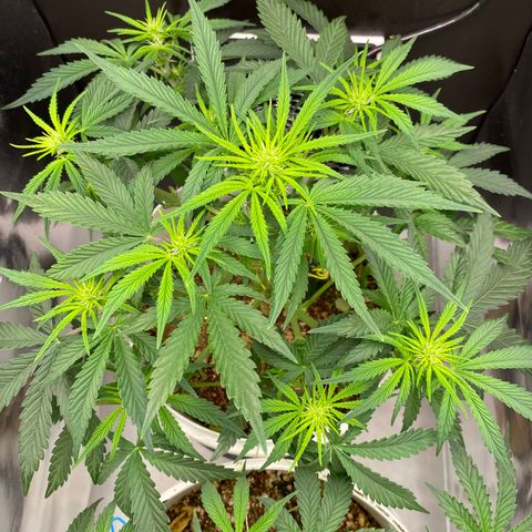 Colombian Gold #1 growlog timeline photo