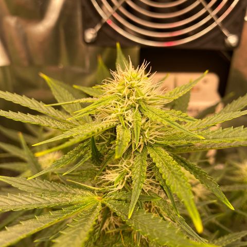 Colombian Gold #1 growlog timeline photo