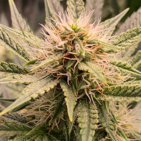 Colombian Gold #1 growlog timeline photo
